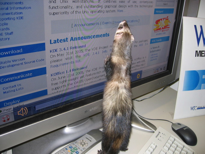 ferret in action